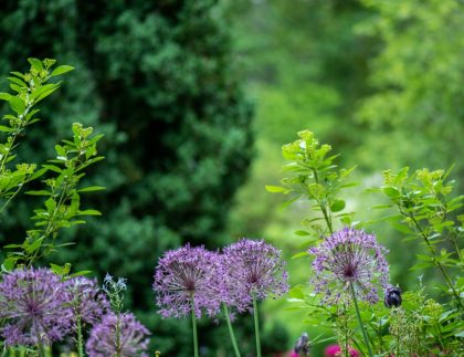 Quand démarrer un potager de permaculture?