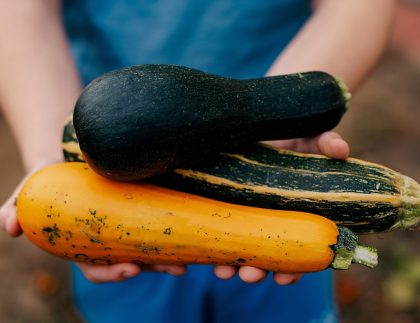 Une main tenant un tas de courges d'été, également connues sous le nom de courgettes, un ingrédient alimentaire naturel souvent utilisé dans la cuisson et un doigt populaire
