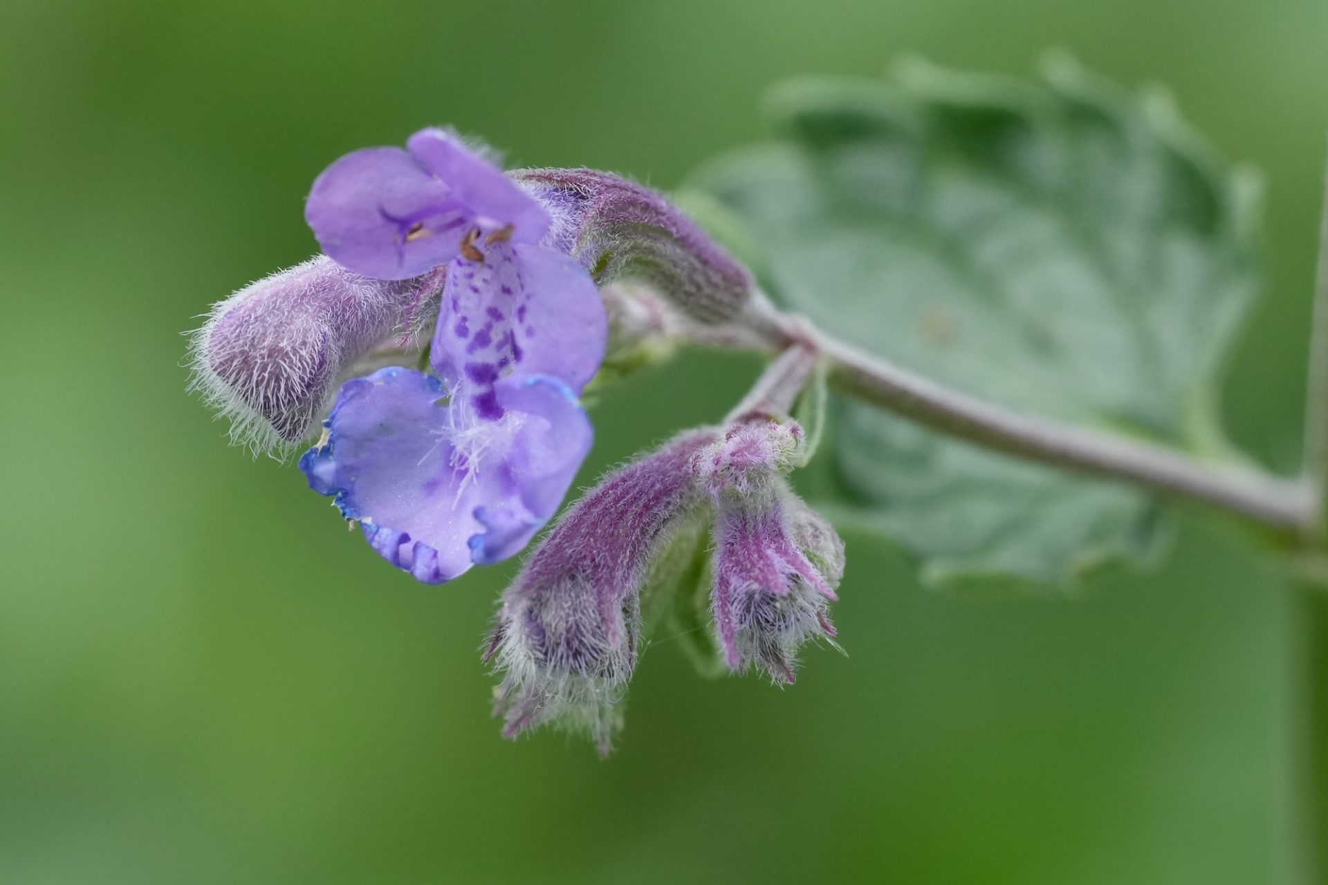 Gros plan détaillé sur la fleur violette légère de la catmine, Nepeta Cataria