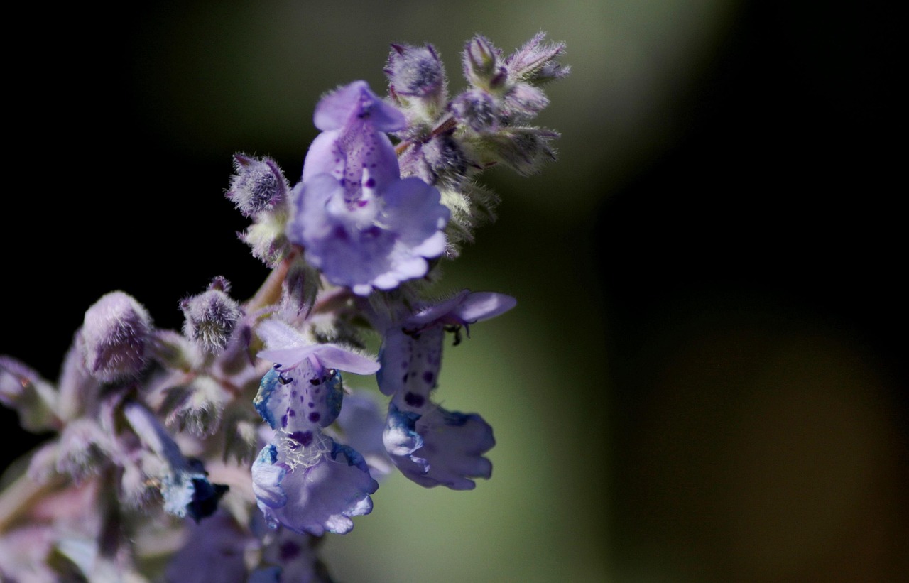 Nepeta faassenii \ 'Six Hills Giant