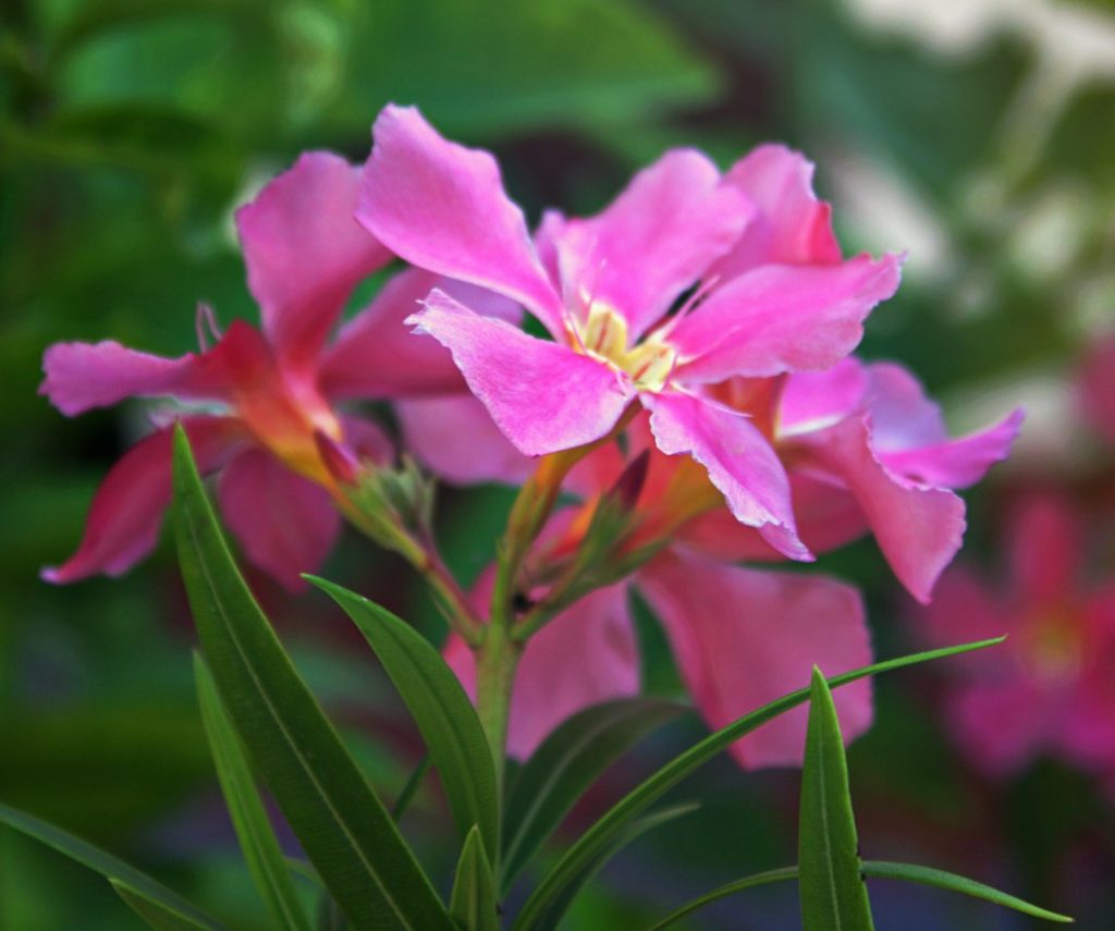 Un gros plan d'une fleur rose avec des feuilles vertes