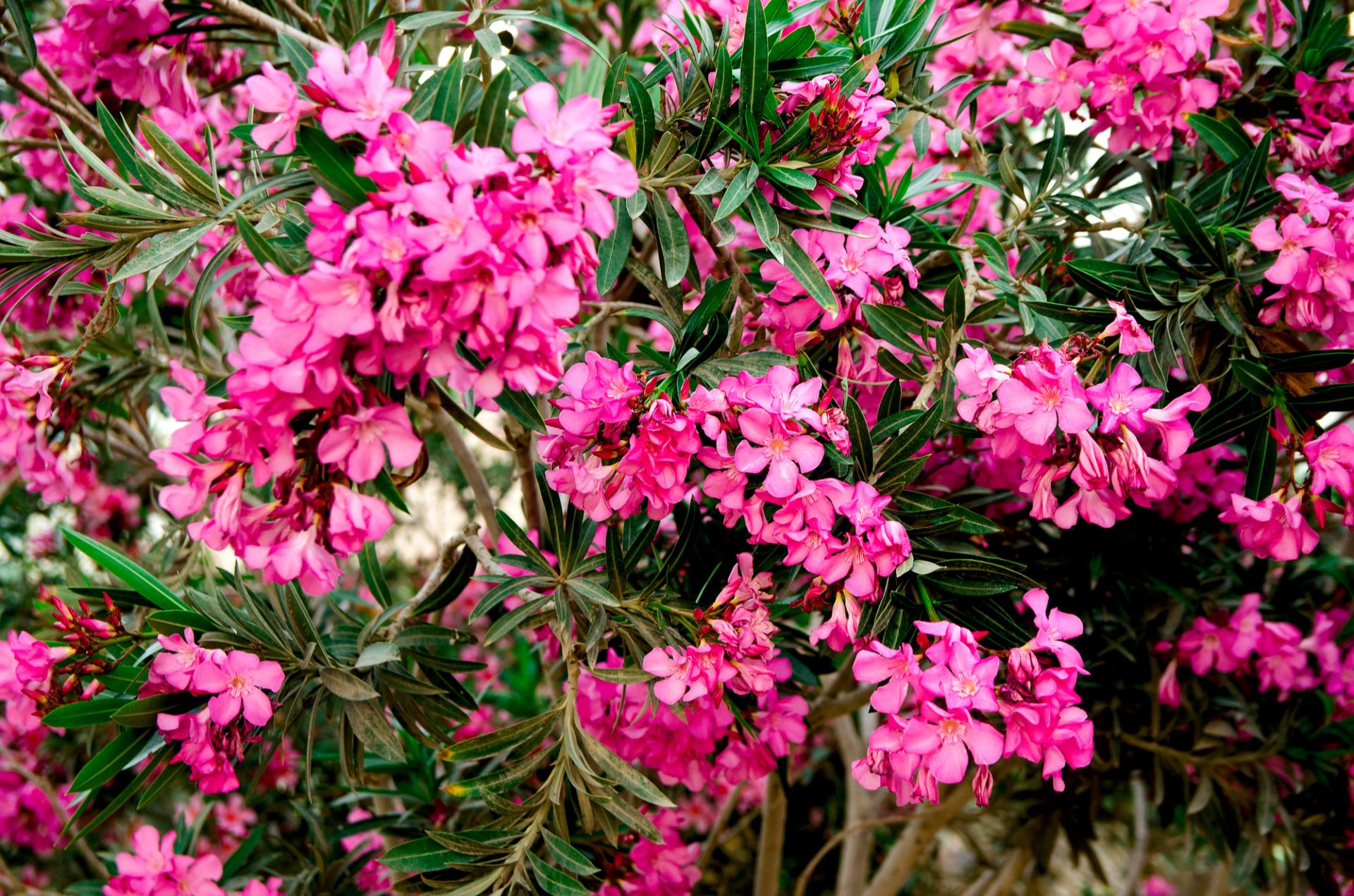 Fleurs oléannes roses en fleurs ou nérium dans le jardin.