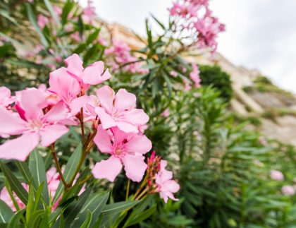 Vue rapprochée Oleander rose ou fleur de nérium fleurissant sur l'arbre.