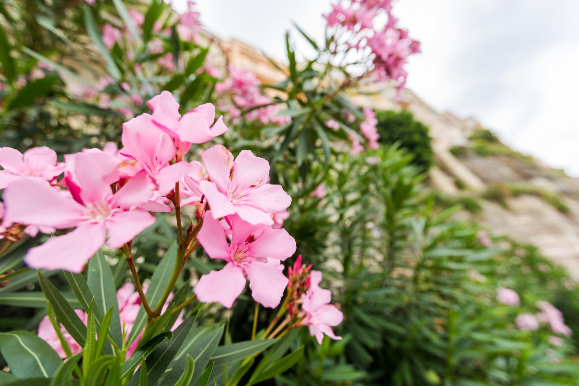 Vue rapprochée Oleander rose ou fleur de nérium fleurissant sur l'arbre.