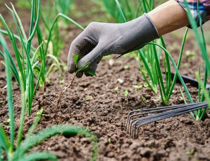 Jardinier en gants désherbant l'oignon dans le jardin d'arrière-cour avec râteau.
