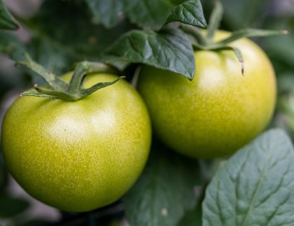 tomates