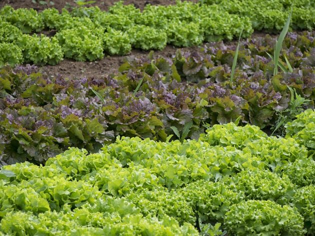 légumes