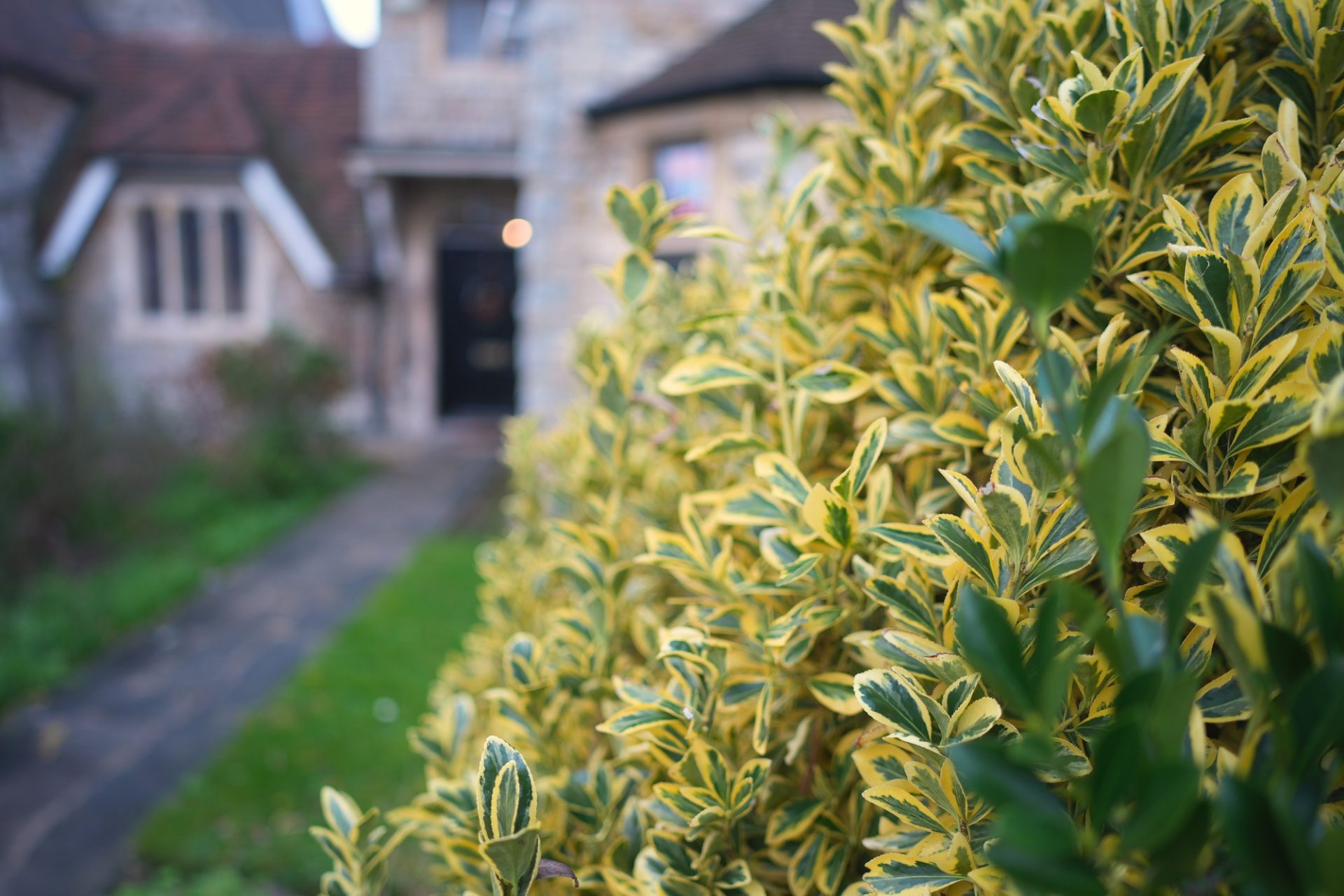 Un gros plan de plante d'Euonymus japonicus dans la cour avant d'une maison sur fond flou