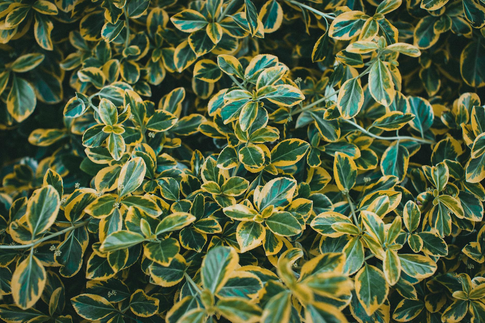 Gros plan des feuilles d'Euonymus variées avec des tons verts et jaunes, présentant une beauté naturelle.