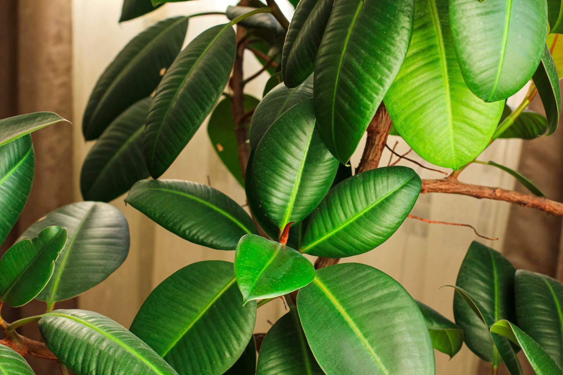 Ficus élastique élastique arbre en caoutchouc dans un pot à fleurs par la fenêtre avec des rideaux bruns.