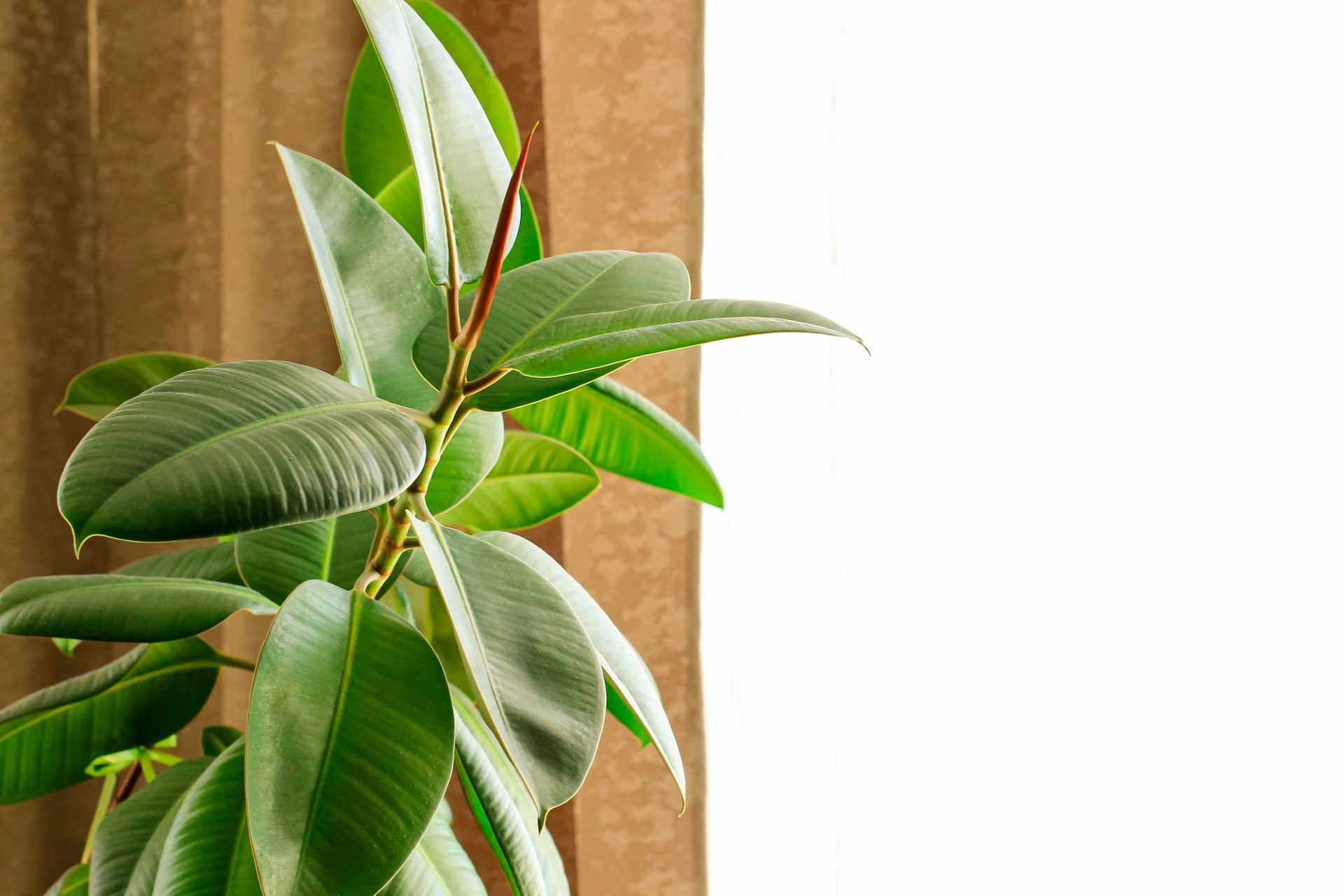 Ficus élastique élastique arbre en caoutchouc dans un pot à fleurs par la fenêtre avec des rideaux bruns.