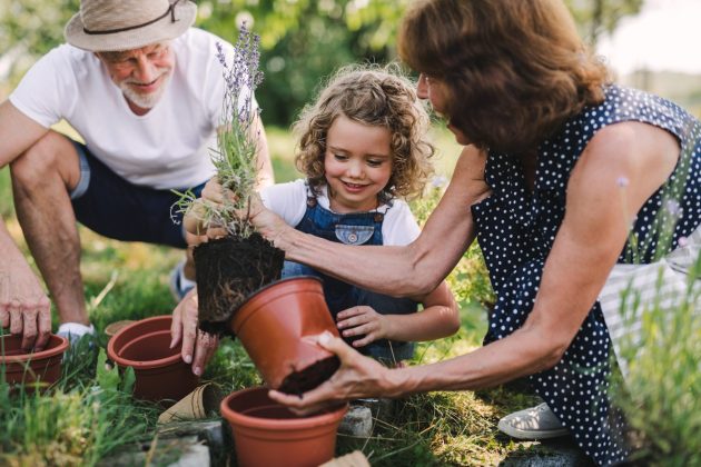 Les grands-parents seniors et le jardinage de la petite-fille dans le jardin d'arrière-cour.