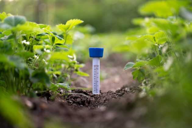 contrôler le processus de croissance des plantes à la ferme, thermomètre au sol