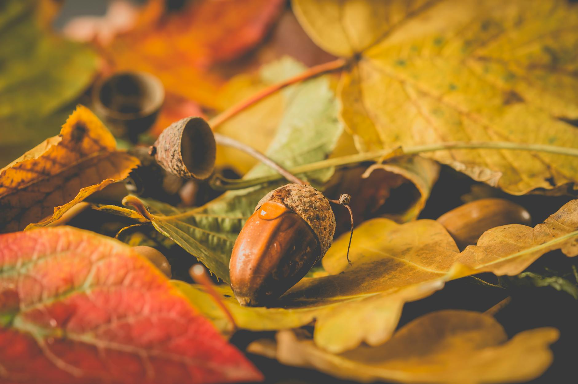 Une vue rapprochée des glands d'automne entourés de feuilles d'automne colorées, présentant une beauté saisonnière.