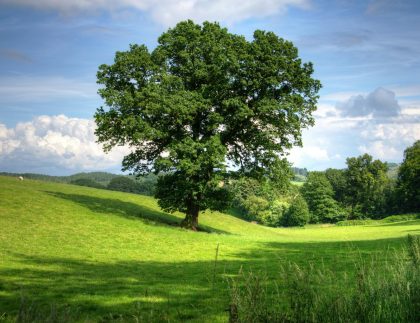 Paysage serein d'un champ de campagne ensoleillé avec un chêne proéminent et une verdure luxuriante, parfaite pour les antécédents de la nature.