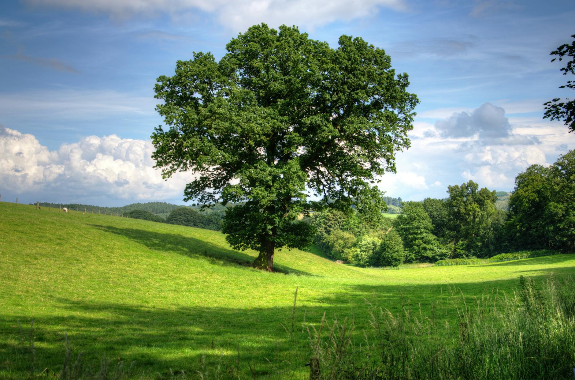 Paysage serein d'un champ de campagne ensoleillé avec un chêne proéminent et une verdure luxuriante, parfaite pour les antécédents de la nature.