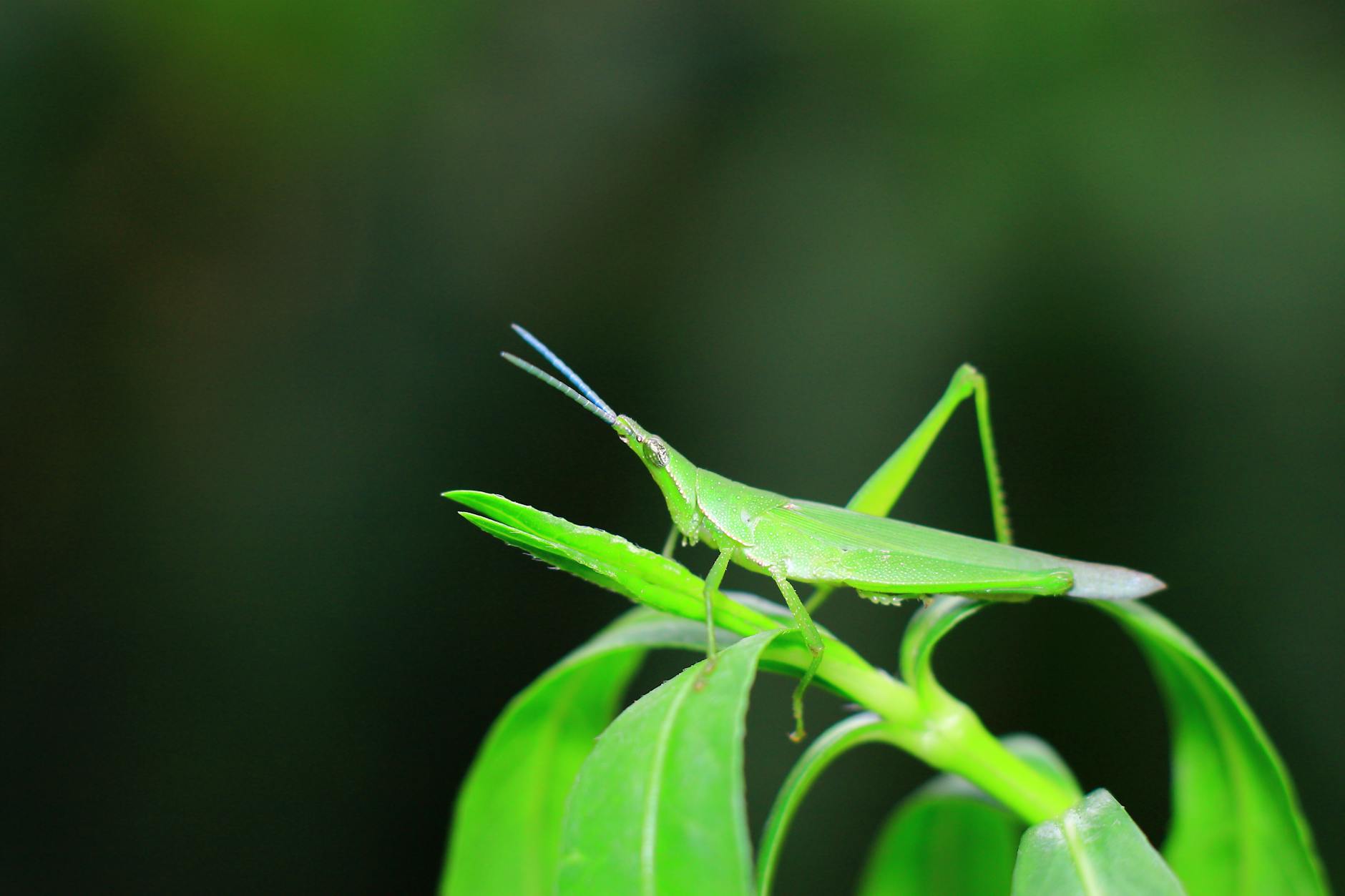 Macro Dot d'une sauterelle verte dynamique perchée sur une feuille avec un fond flou.