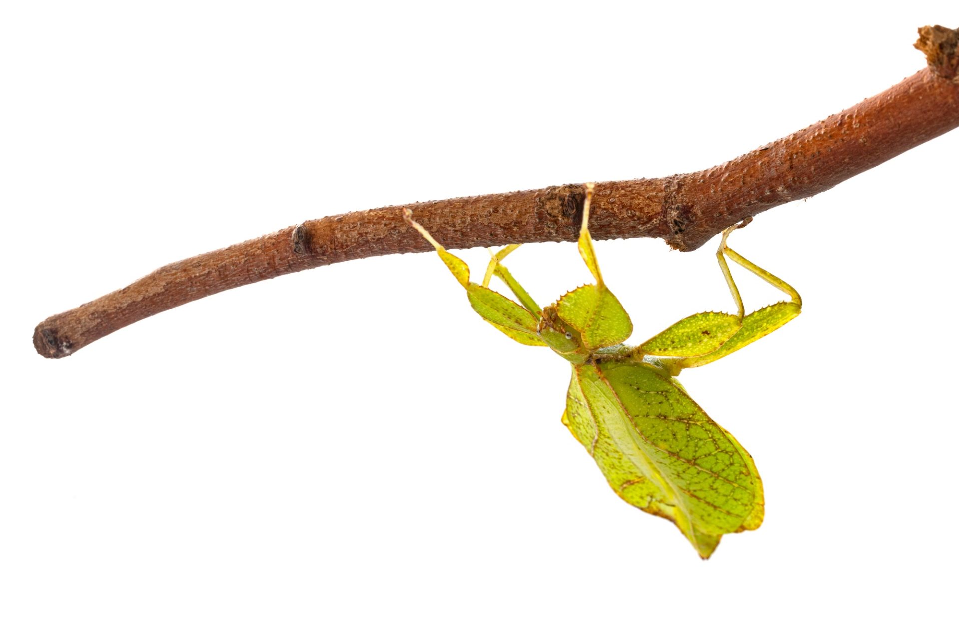 coller l'insecte devant le fond blanc