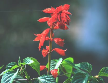 une fleur rouge avec des feuilles vertes au premier plan
