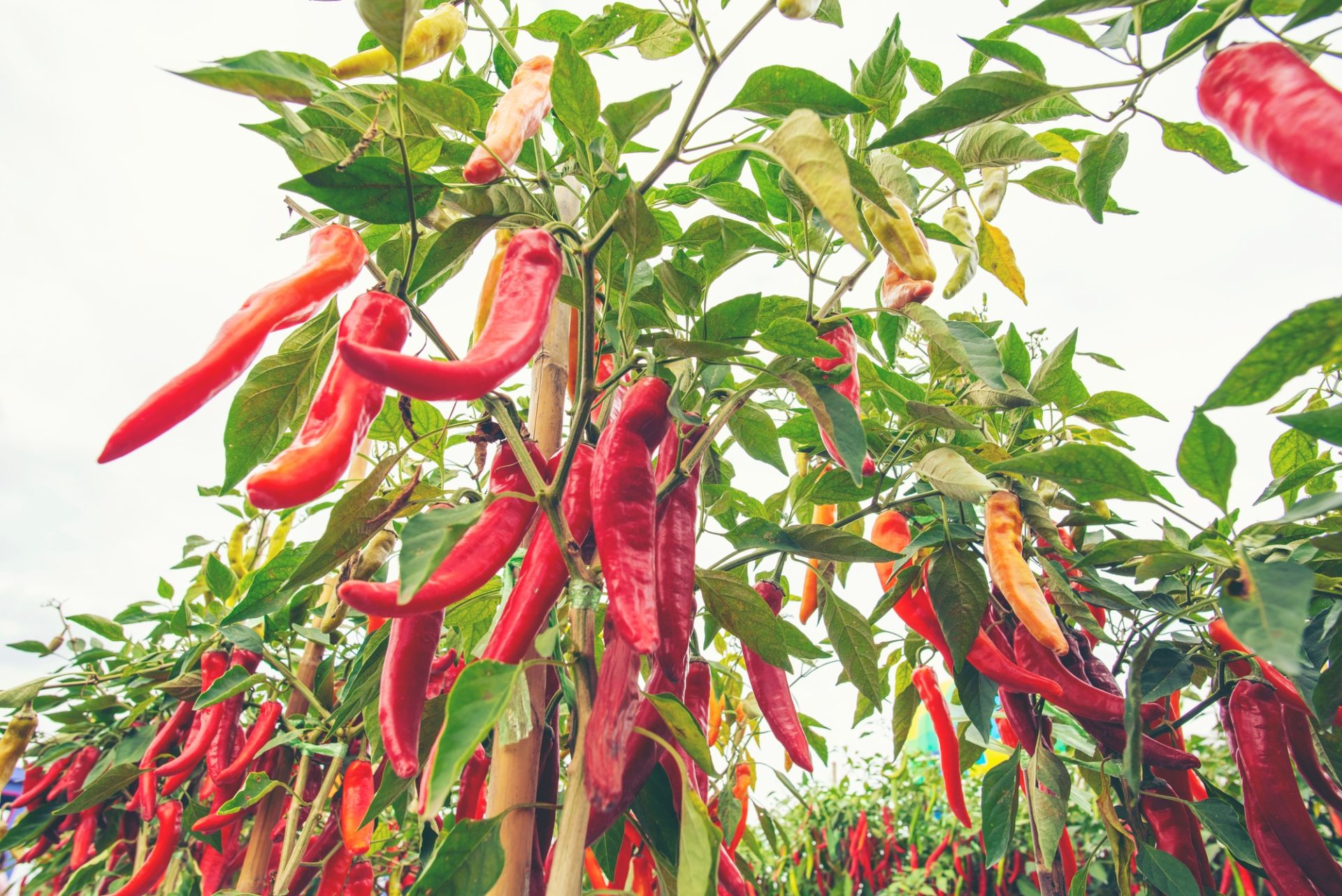 Chili dans la ferme des potager