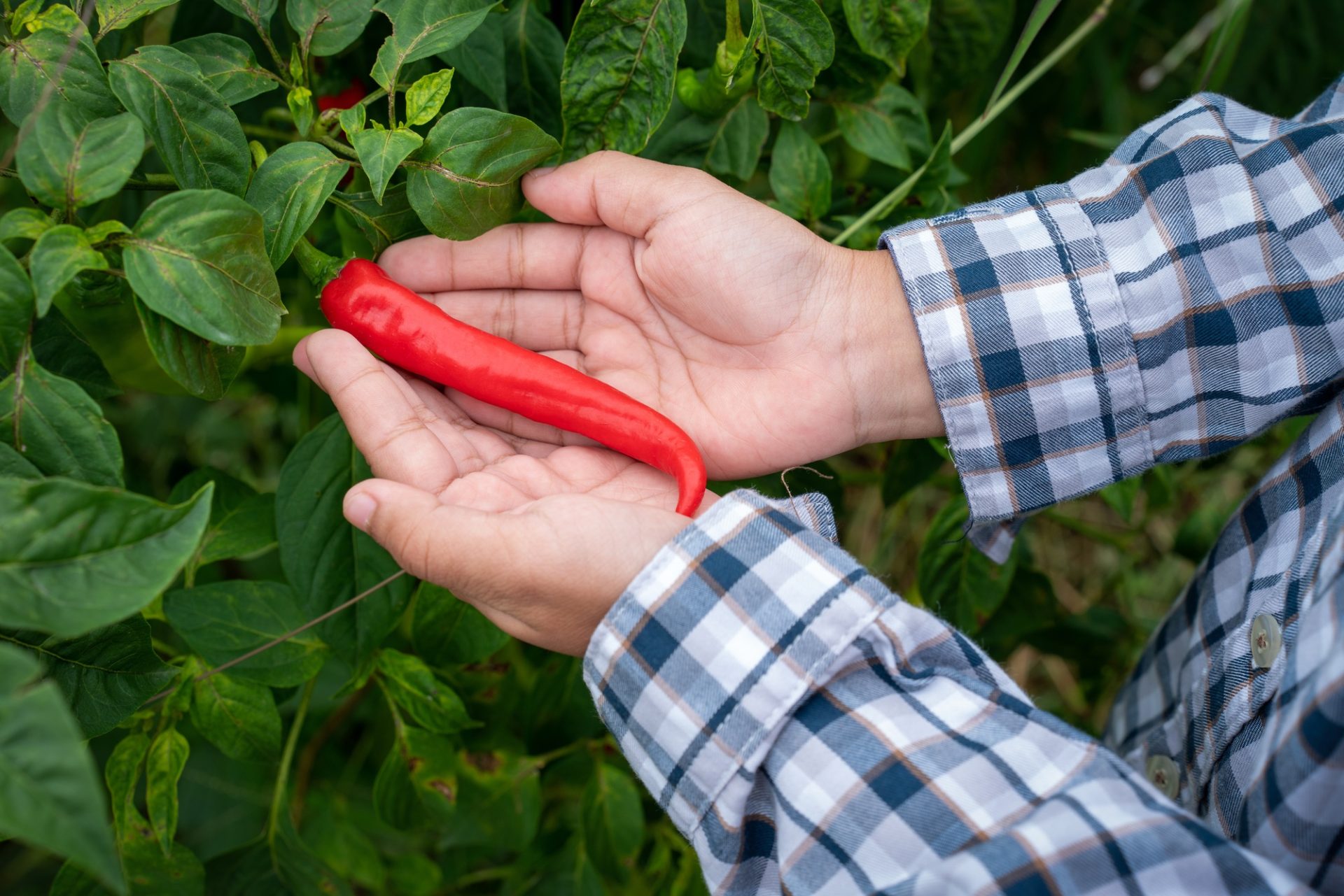 Garçon asiatique cueille des légumes de piment du jardin.