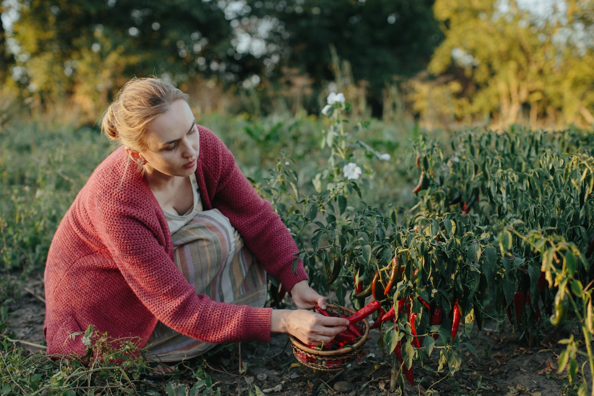Une jeune fermier récoltant des piments rouges dans le jardin.