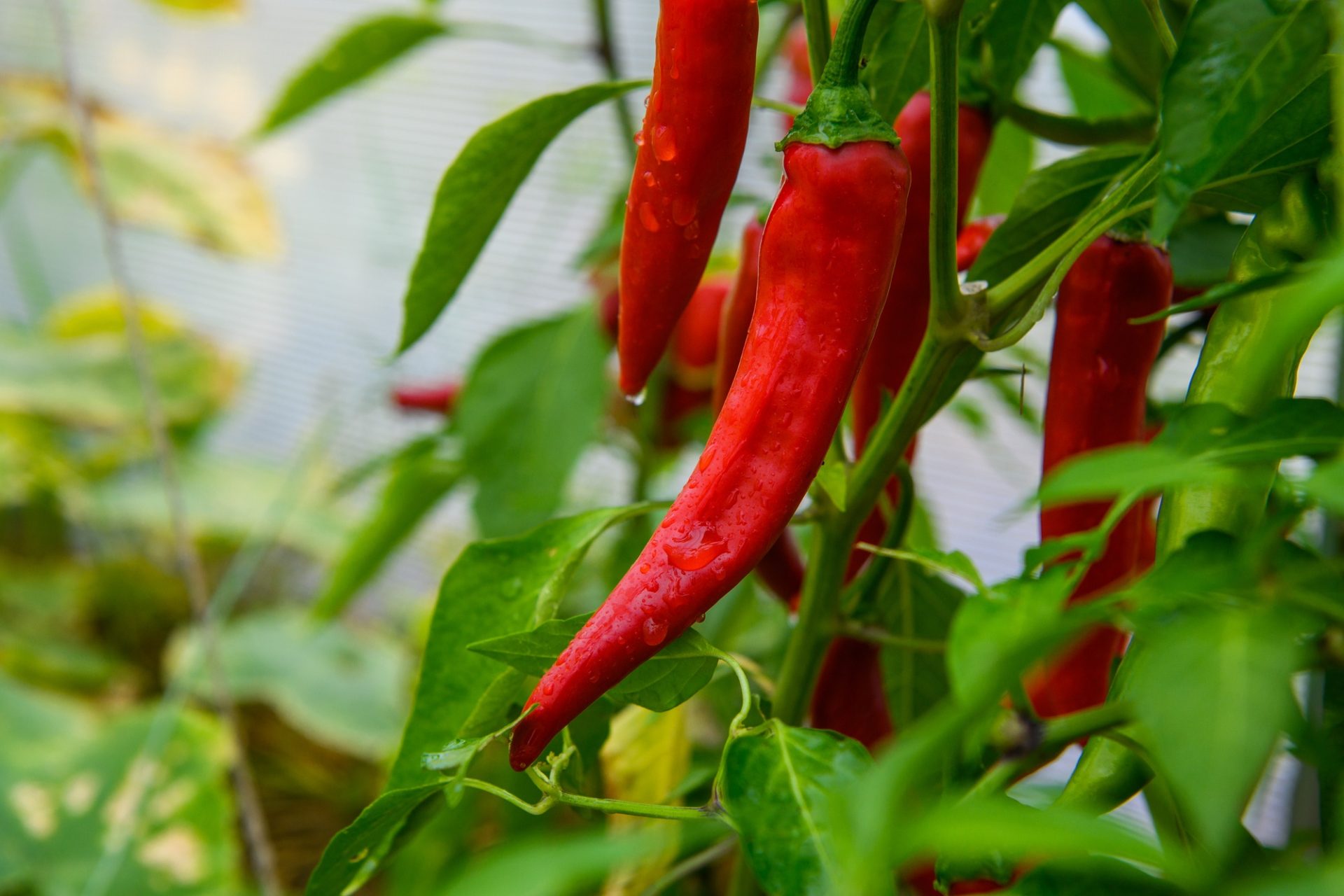 Piments piments dans la serre.