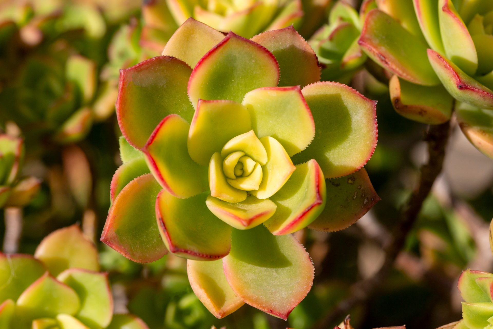 Aeonium haworthii 'Dream Color ', communément appelé kiwi aeonium, a des nuances de vert clair, de crème et de rouge.