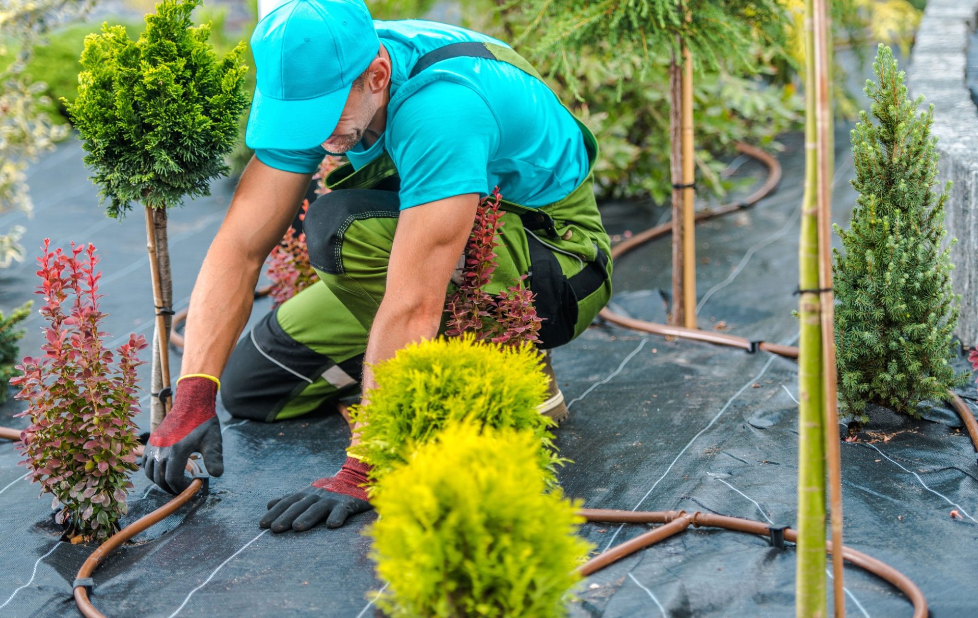 Bâtiment d'irrigation à goutte de jardin moderne par paysagiste professionnel caucasien