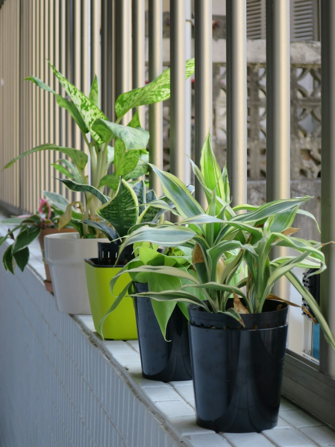 Une rangée de plantes en pot assise sur un rebord de fenêtre