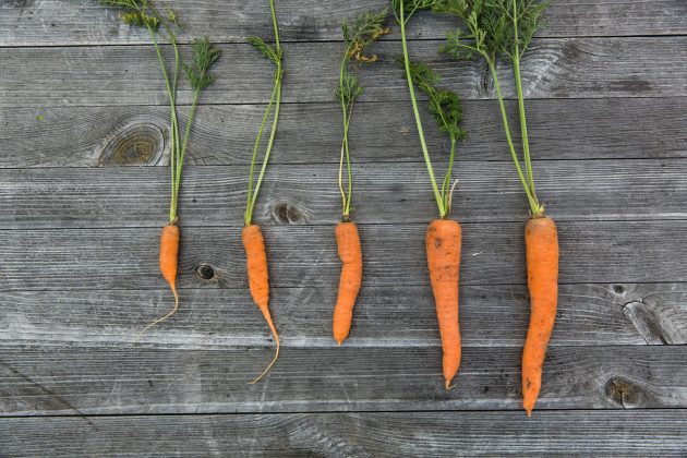 Cinq carottes fraîches avec des feuilles sur une surface en bois rustique, présentées en vue de dessus.